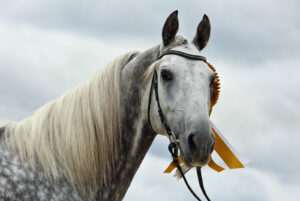 andalusian-dapple-gray-saddle-horse-portrait
