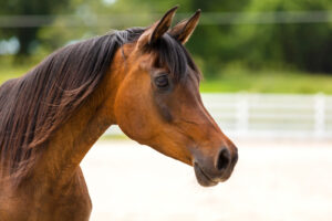 arabian-horse-on-ranch-photo-series