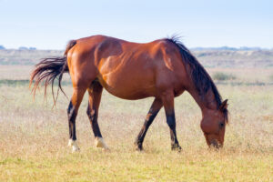 alberese-gr-italy-horse-grazing-in-the-maremma-regional-park